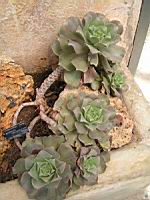 Aeonium Valverdense (fam Crassulacees) (Iles Canaries) (01) (Photo F. Mrugala)